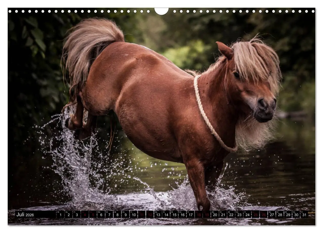 Bild: 9783457924600 | Shetlandpony Kalender (Wandkalender 2026 DIN A3 quer), CALVENDO...