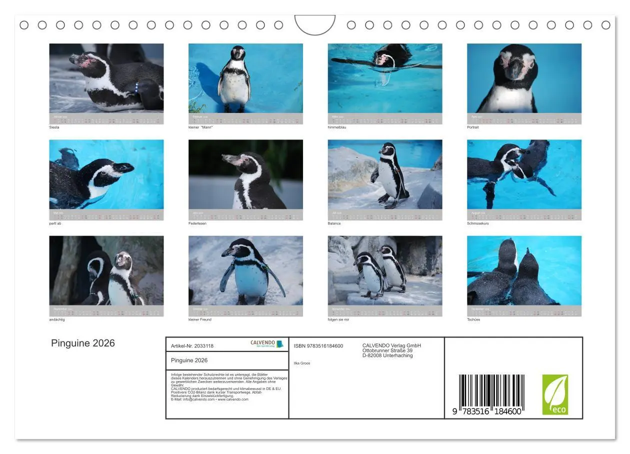 Bild: 9783516184600 | Pinguine 2026 (Wandkalender 2026 DIN A4 quer), CALVENDO Monatskalender