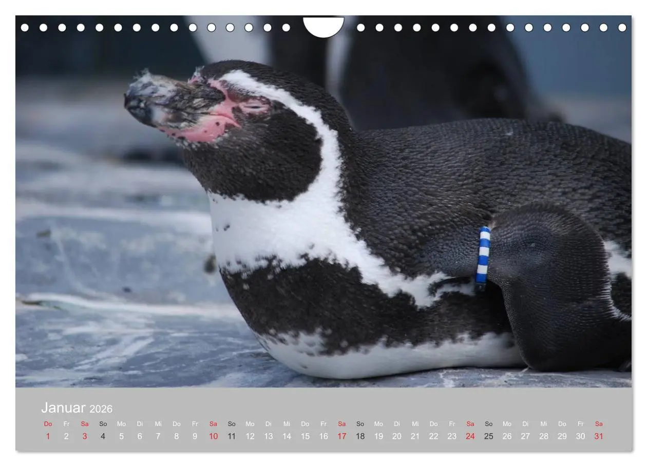 Bild: 9783516184600 | Pinguine 2026 (Wandkalender 2026 DIN A4 quer), CALVENDO Monatskalender