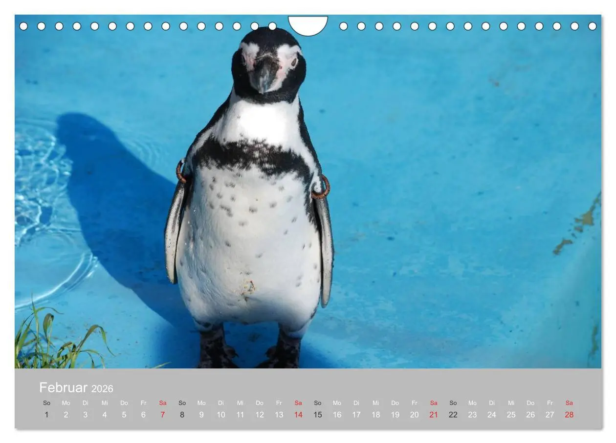 Bild: 9783516184600 | Pinguine 2026 (Wandkalender 2026 DIN A4 quer), CALVENDO Monatskalender