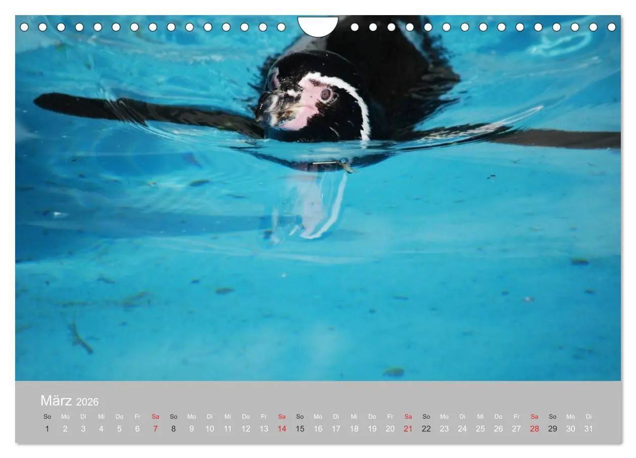 Bild: 9783516184600 | Pinguine 2026 (Wandkalender 2026 DIN A4 quer), CALVENDO Monatskalender