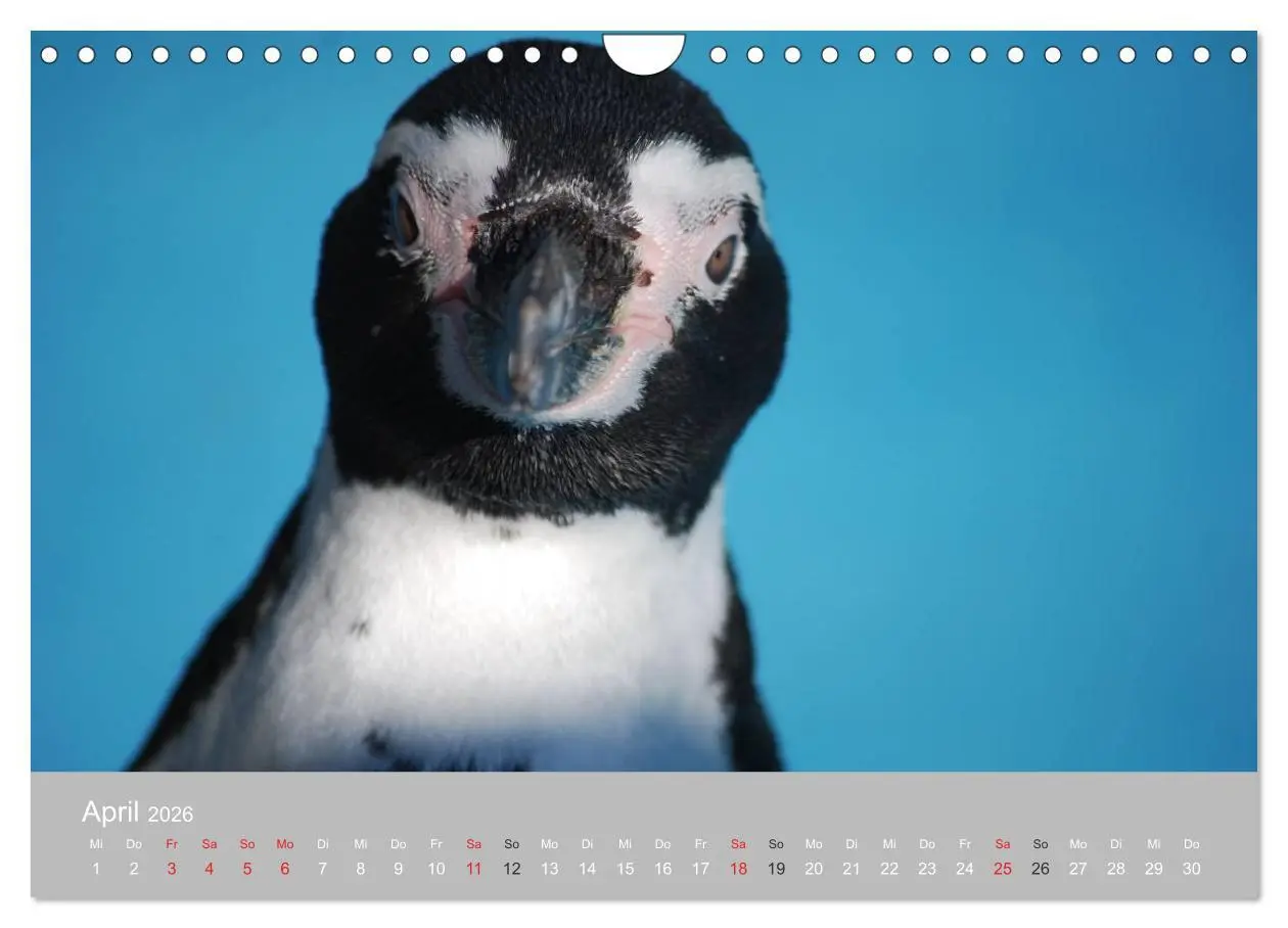 Bild: 9783516184600 | Pinguine 2026 (Wandkalender 2026 DIN A4 quer), CALVENDO Monatskalender