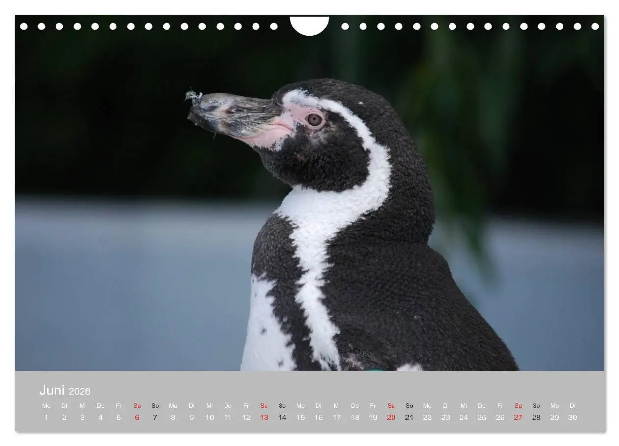 Bild: 9783516184600 | Pinguine 2026 (Wandkalender 2026 DIN A4 quer), CALVENDO Monatskalender