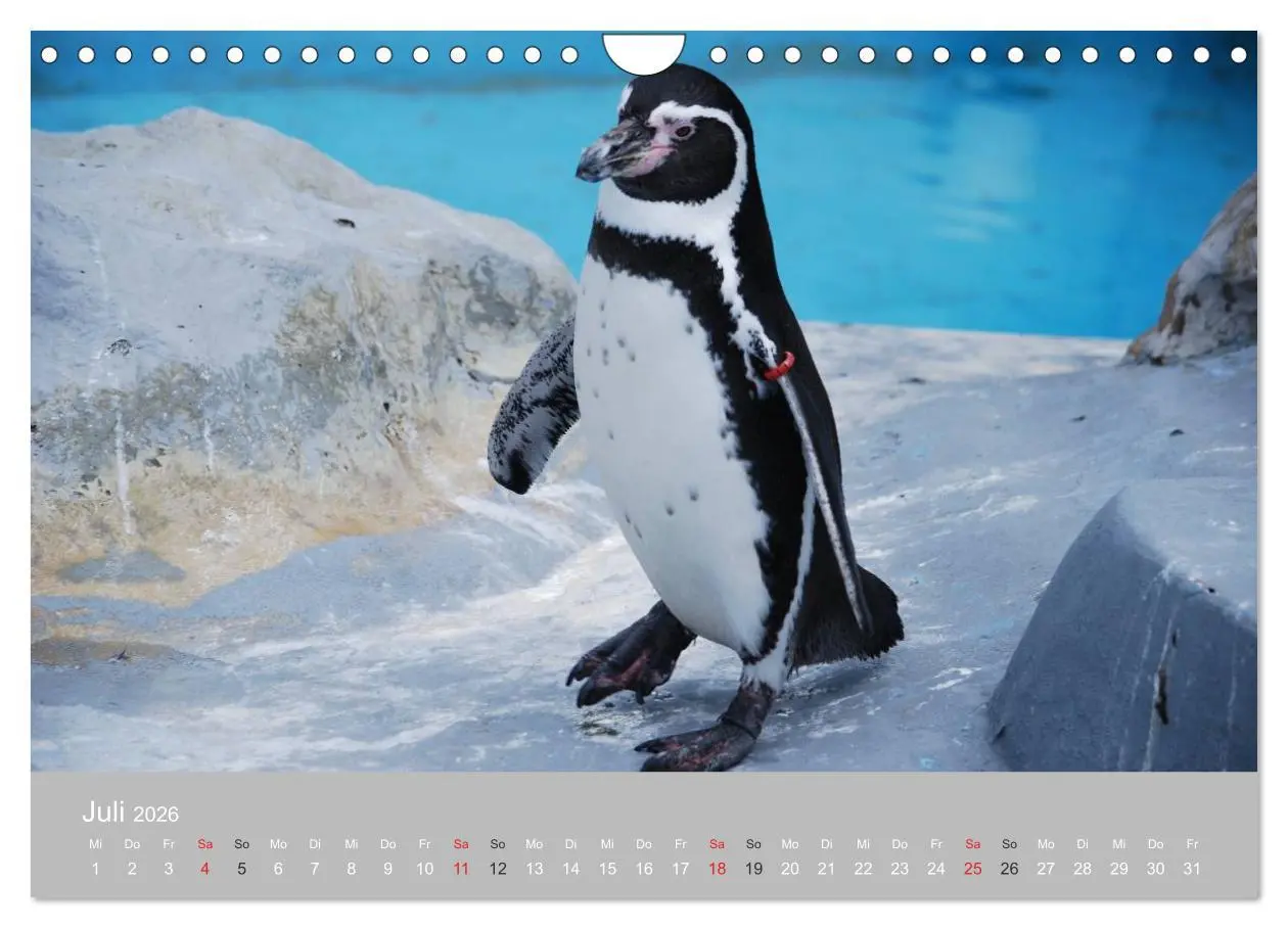 Bild: 9783516184600 | Pinguine 2026 (Wandkalender 2026 DIN A4 quer), CALVENDO Monatskalender