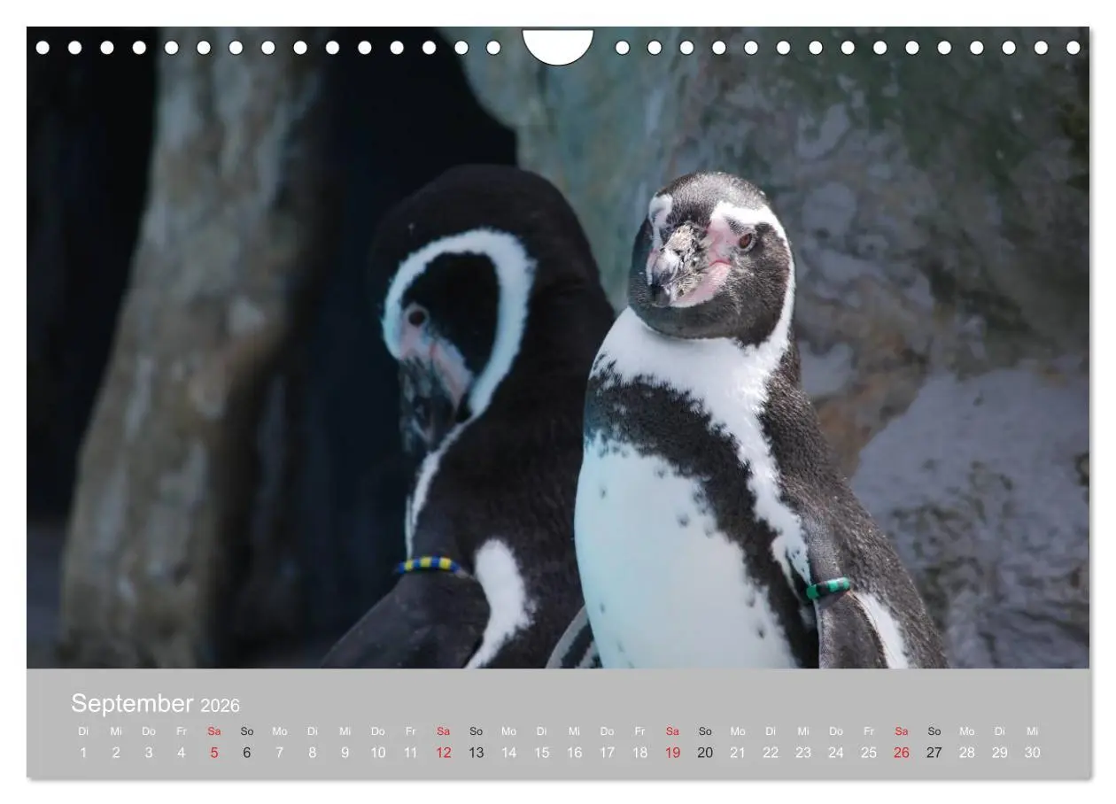 Bild: 9783516184600 | Pinguine 2026 (Wandkalender 2026 DIN A4 quer), CALVENDO Monatskalender