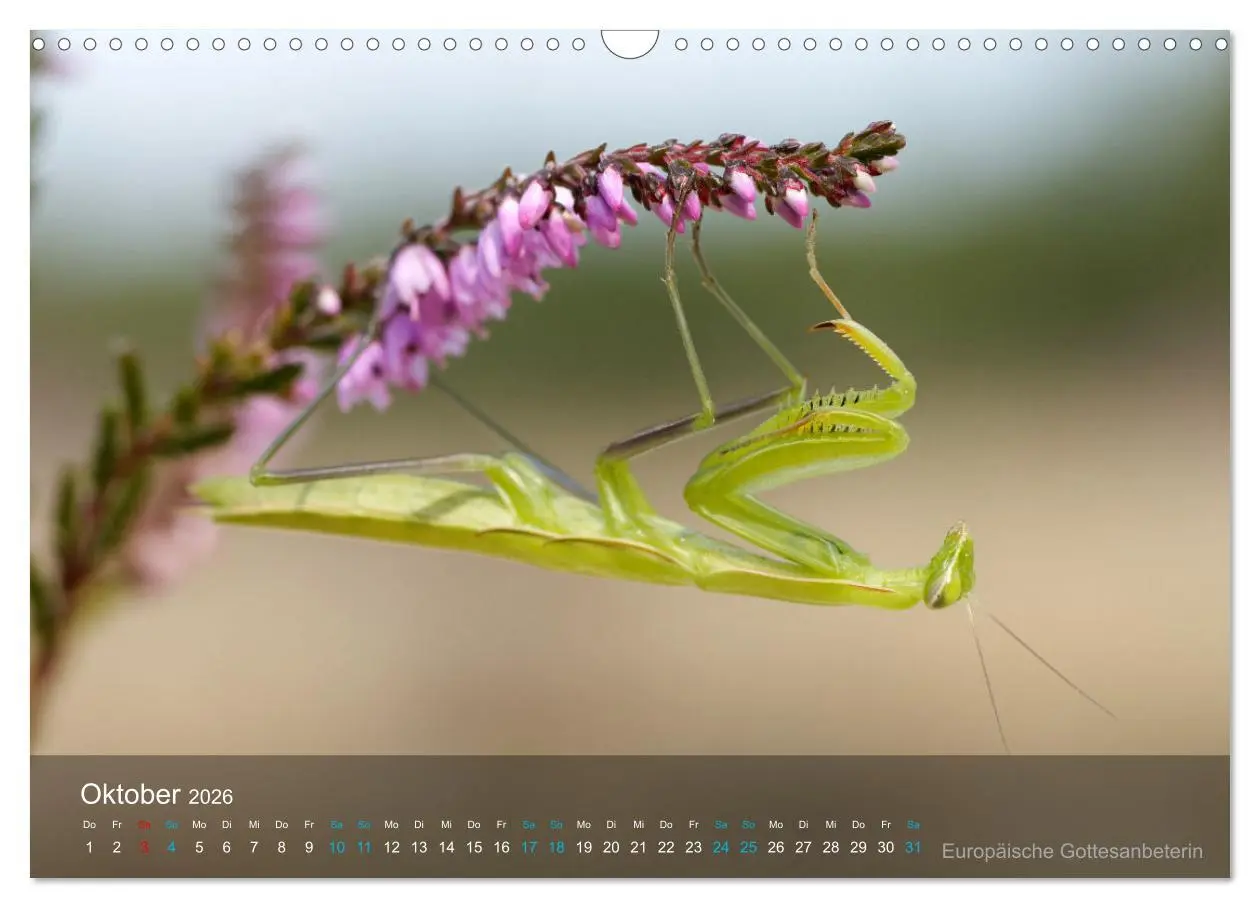 Bild: 9783457604700 | Kleine Kostbarkeiten Insekten (Wandkalender 2026 DIN A3 quer),...