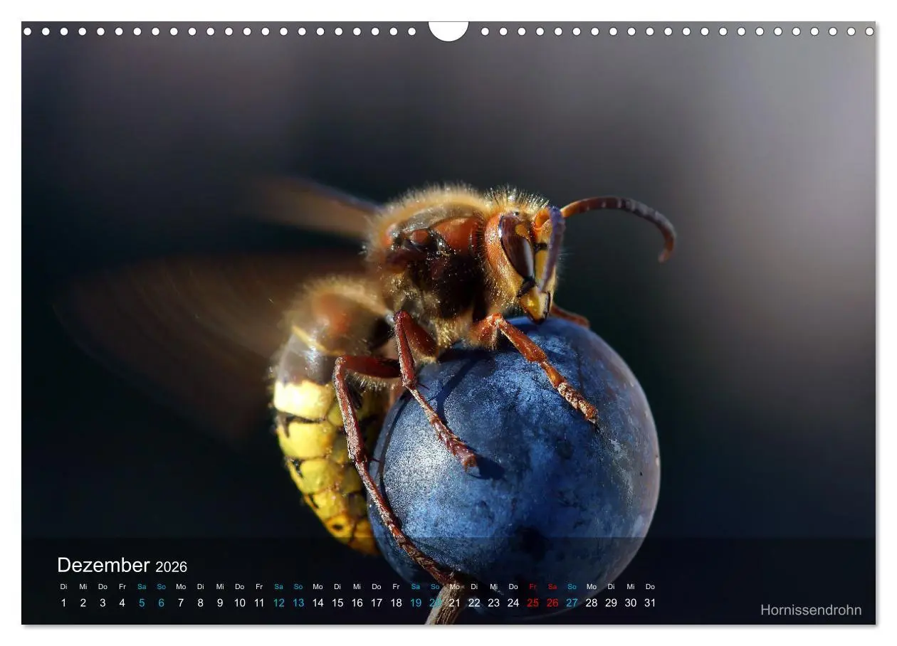Bild: 9783457604700 | Kleine Kostbarkeiten Insekten (Wandkalender 2026 DIN A3 quer),...