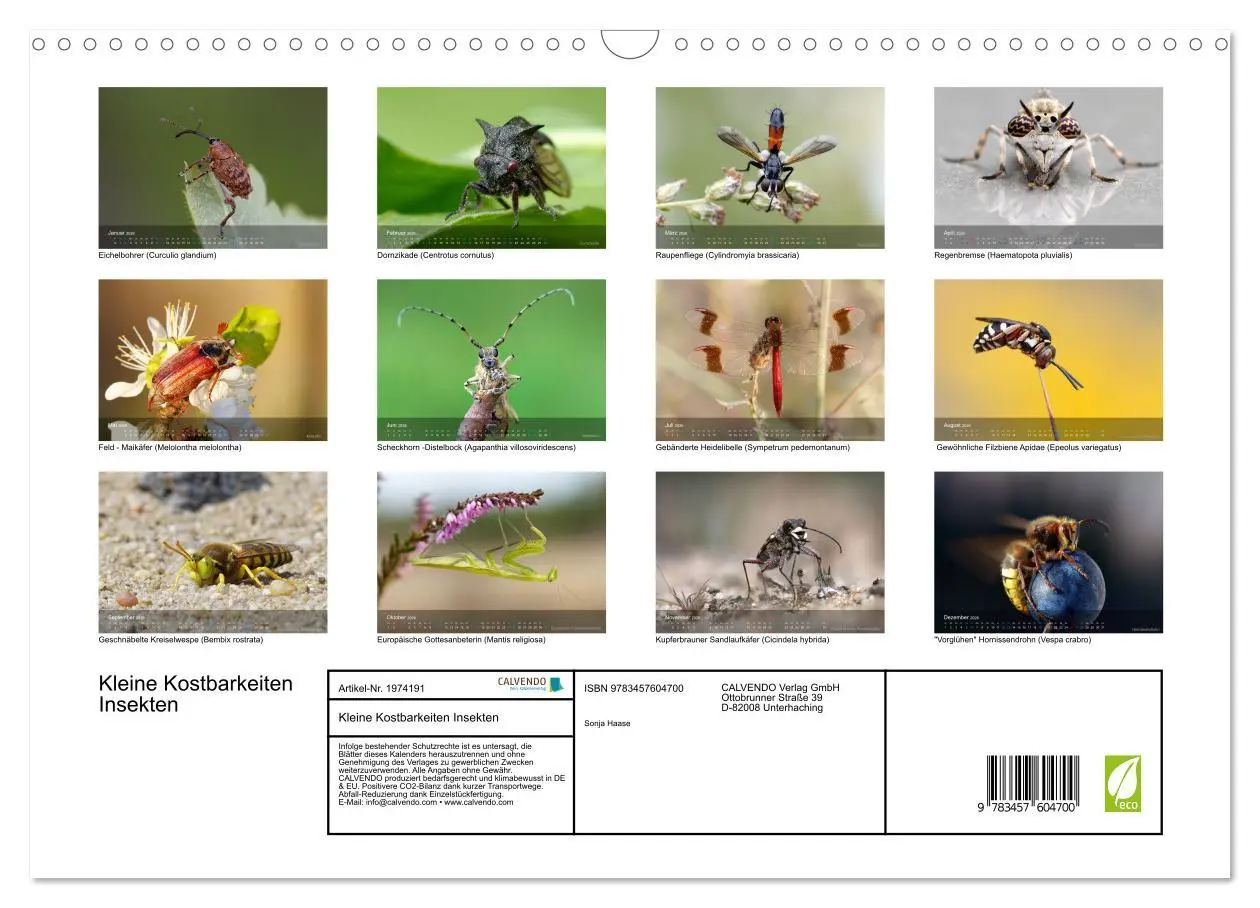 Bild: 9783457604700 | Kleine Kostbarkeiten Insekten (Wandkalender 2026 DIN A3 quer),...