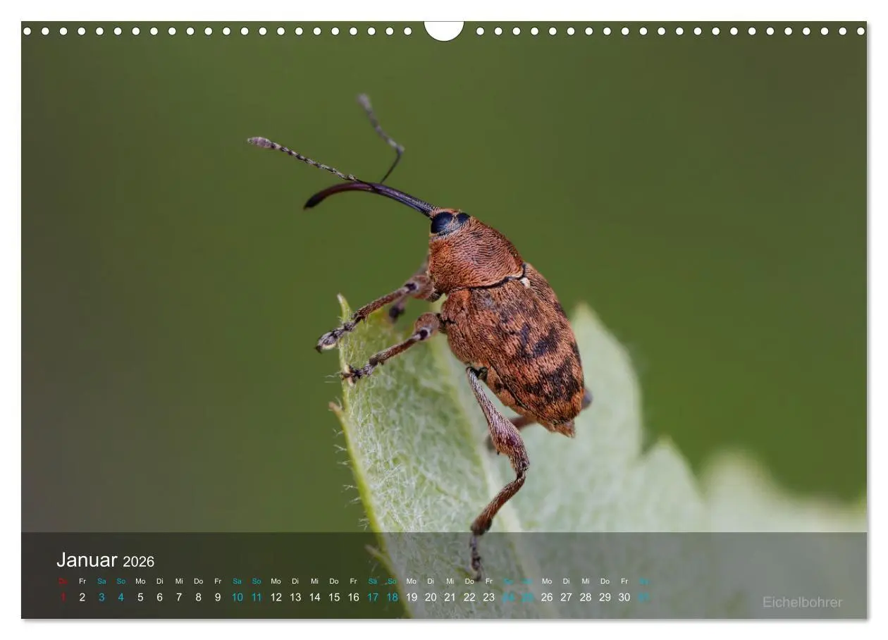 Bild: 9783457604700 | Kleine Kostbarkeiten Insekten (Wandkalender 2026 DIN A3 quer),...