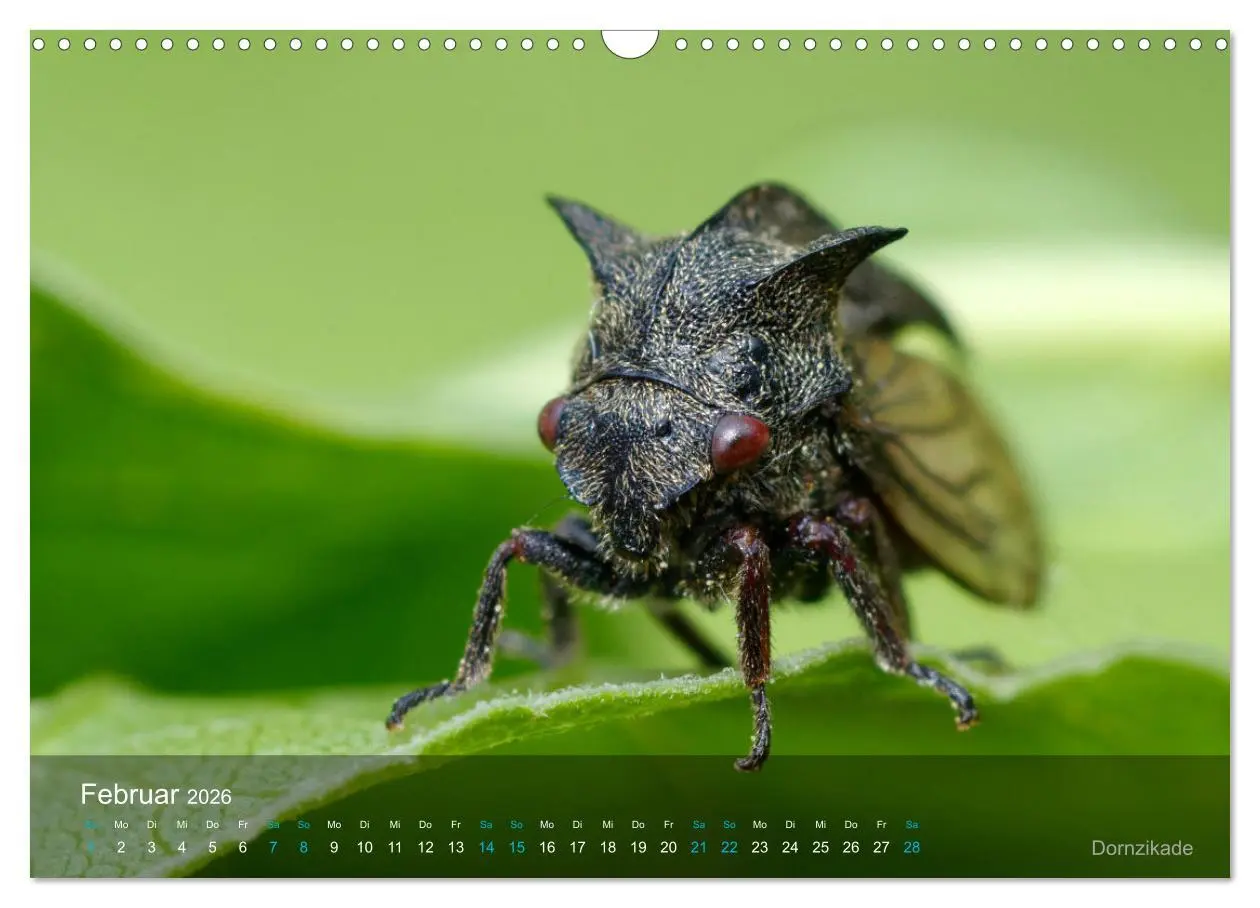 Bild: 9783457604700 | Kleine Kostbarkeiten Insekten (Wandkalender 2026 DIN A3 quer),...