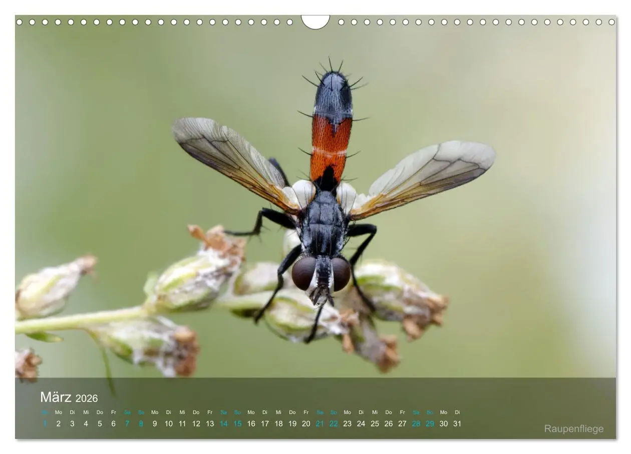 Bild: 9783457604700 | Kleine Kostbarkeiten Insekten (Wandkalender 2026 DIN A3 quer),...