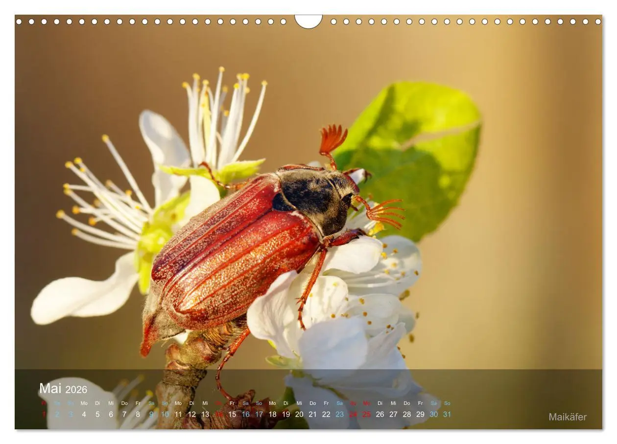 Bild: 9783457604700 | Kleine Kostbarkeiten Insekten (Wandkalender 2026 DIN A3 quer),...