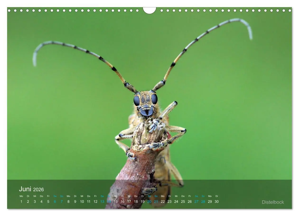 Bild: 9783457604700 | Kleine Kostbarkeiten Insekten (Wandkalender 2026 DIN A3 quer),...