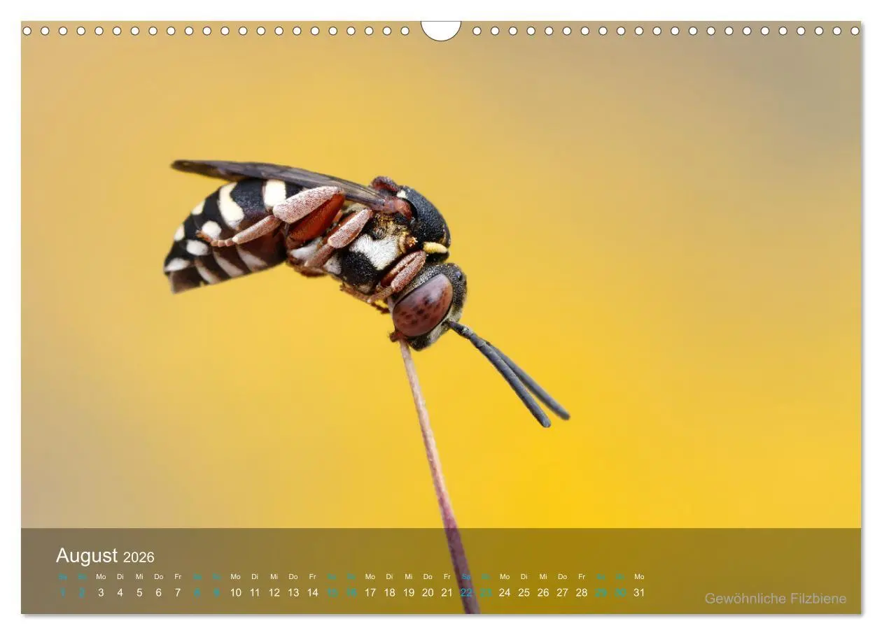 Bild: 9783457604700 | Kleine Kostbarkeiten Insekten (Wandkalender 2026 DIN A3 quer),...