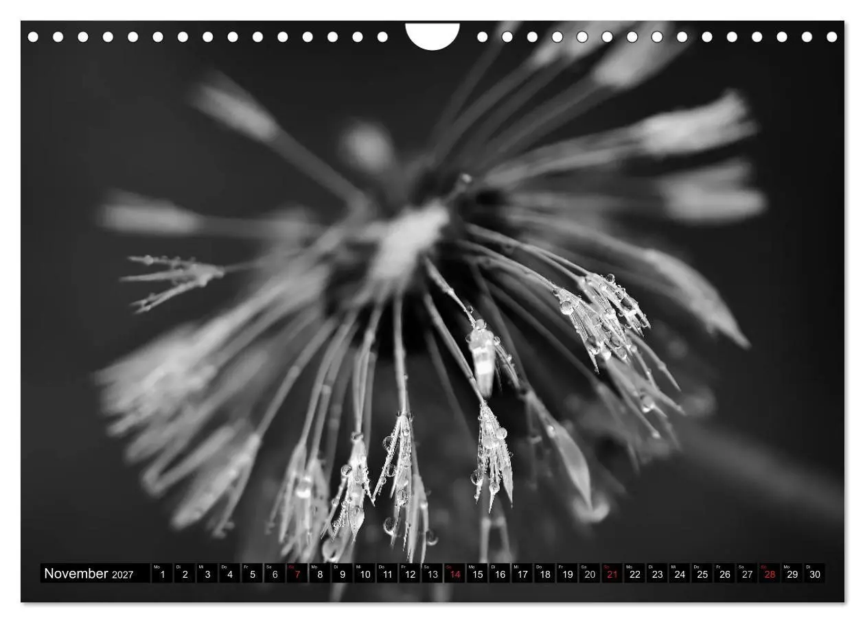 Bild: 9783594084700 | Pusteblume - Impressionen in schwarzweiß (Wandkalender 2027 DIN A4...