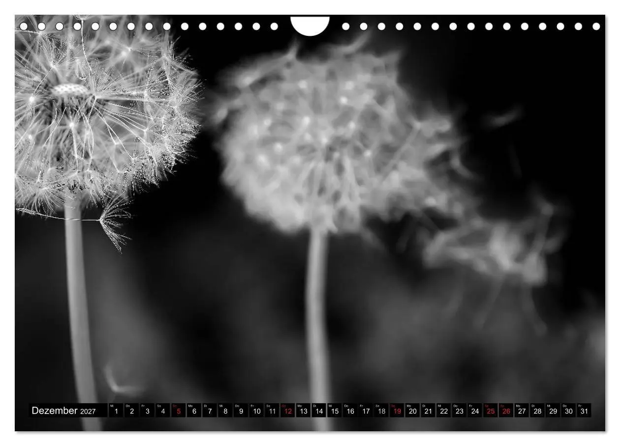 Bild: 9783594084700 | Pusteblume - Impressionen in schwarzweiß (Wandkalender 2027 DIN A4...