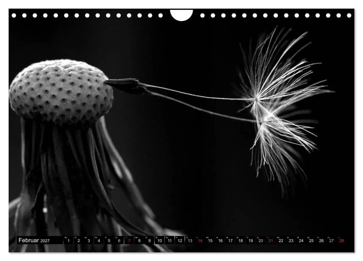 Bild: 9783594084700 | Pusteblume - Impressionen in schwarzweiß (Wandkalender 2027 DIN A4...