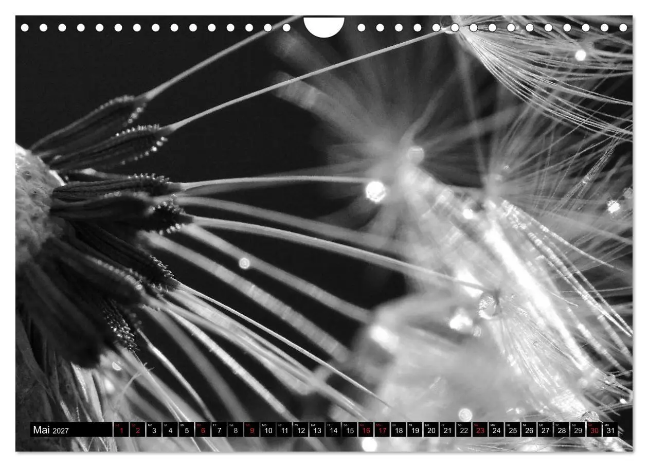 Bild: 9783594084700 | Pusteblume - Impressionen in schwarzweiß (Wandkalender 2027 DIN A4...
