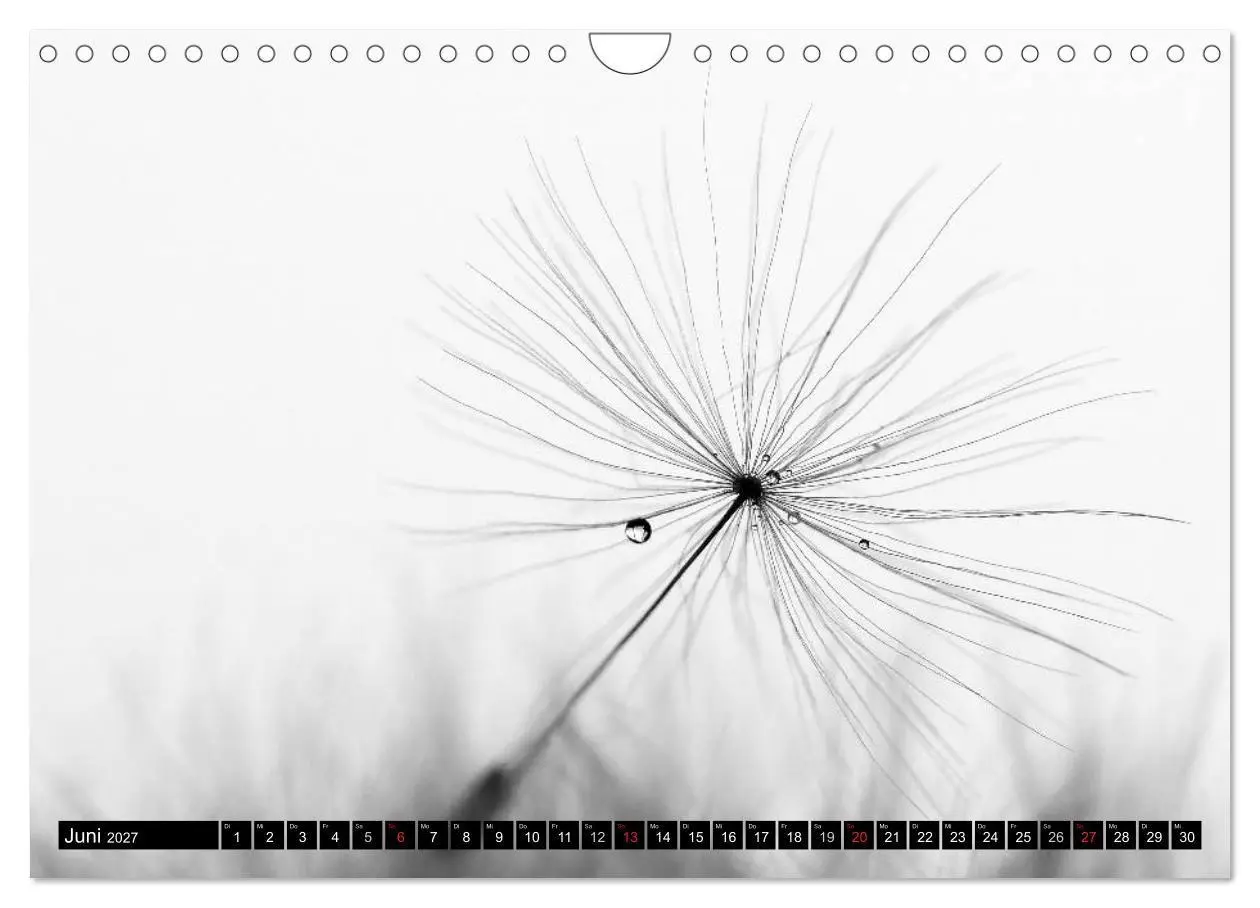 Bild: 9783594084700 | Pusteblume - Impressionen in schwarzweiß (Wandkalender 2027 DIN A4...