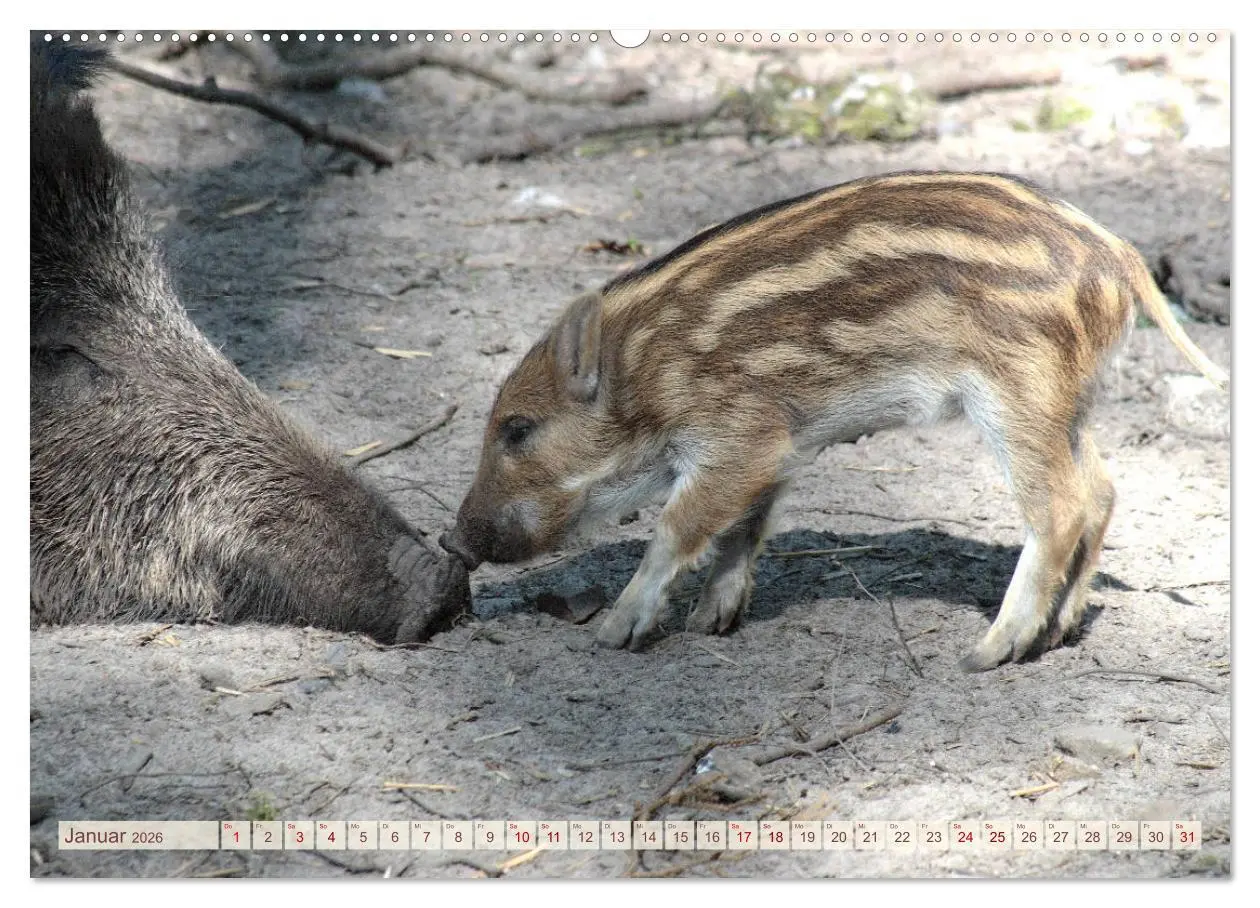 Bild: 9783457754900 | Tierische Schweinerei (hochwertiger Premium Wandkalender 2026 DIN...