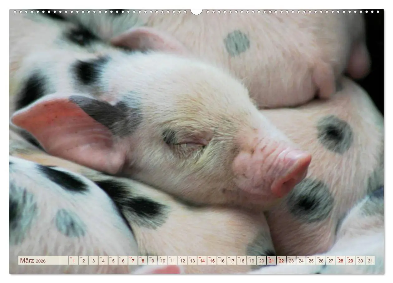 Bild: 9783457754900 | Tierische Schweinerei (hochwertiger Premium Wandkalender 2026 DIN...