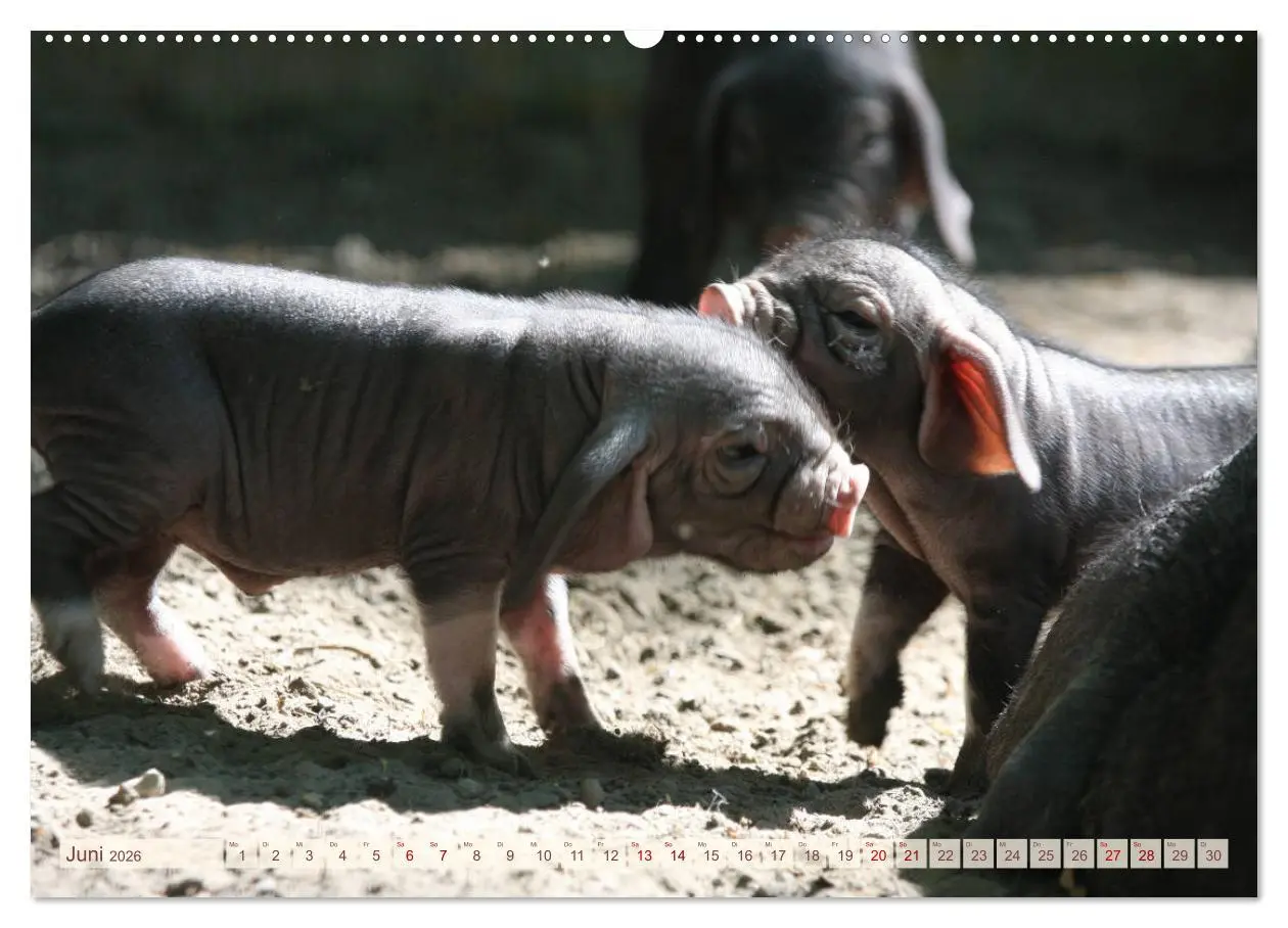 Bild: 9783457754900 | Tierische Schweinerei (hochwertiger Premium Wandkalender 2026 DIN...