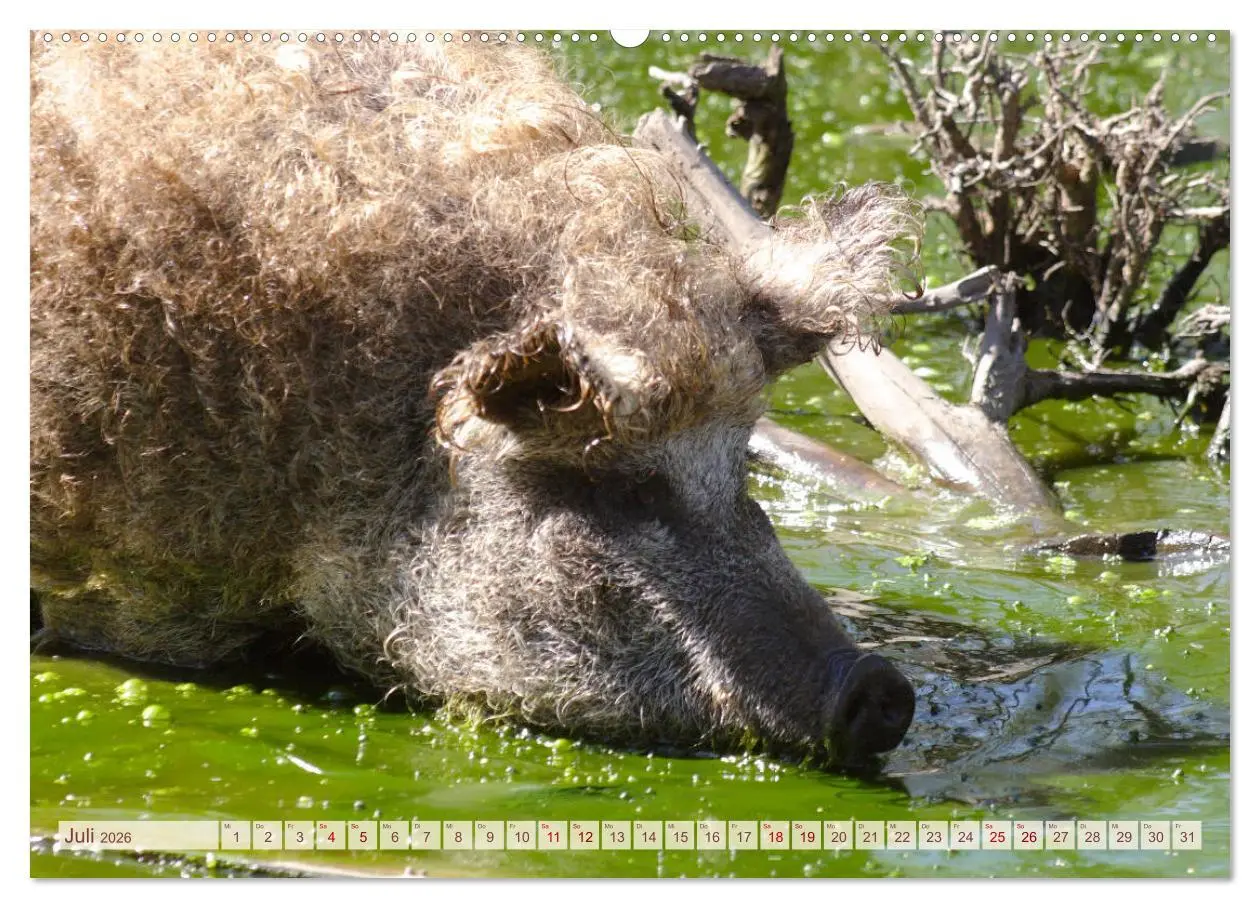 Bild: 9783457754900 | Tierische Schweinerei (hochwertiger Premium Wandkalender 2026 DIN...