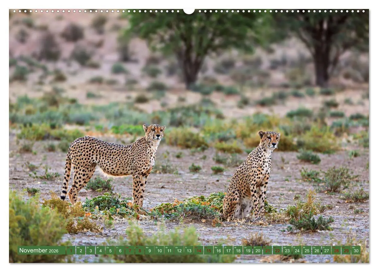 Bild: 9783457265000 | Afrikas Tierwelt - Geparde (hochwertiger Premium Wandkalender 2026...