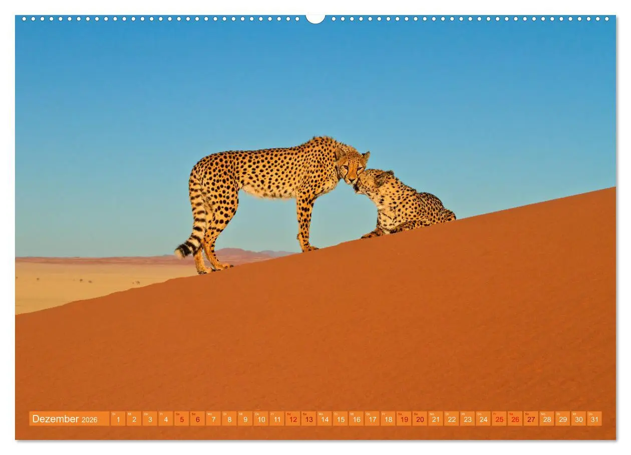 Bild: 9783457265000 | Afrikas Tierwelt - Geparde (hochwertiger Premium Wandkalender 2026...