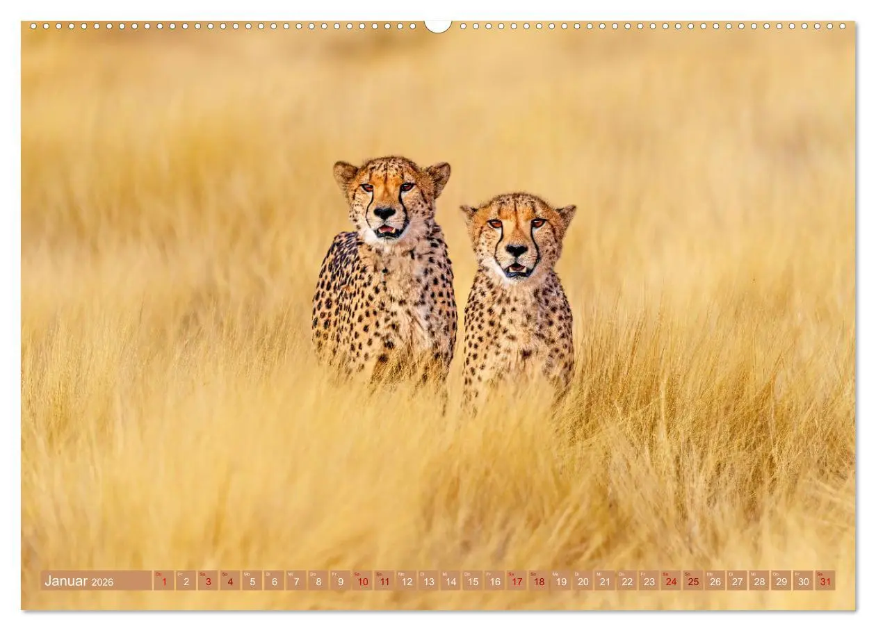 Bild: 9783457265000 | Afrikas Tierwelt - Geparde (hochwertiger Premium Wandkalender 2026...