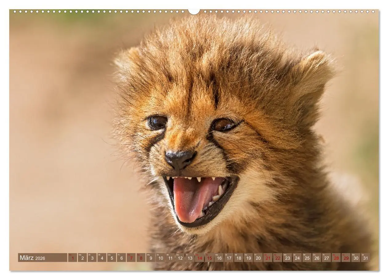 Bild: 9783457265000 | Afrikas Tierwelt - Geparde (hochwertiger Premium Wandkalender 2026...