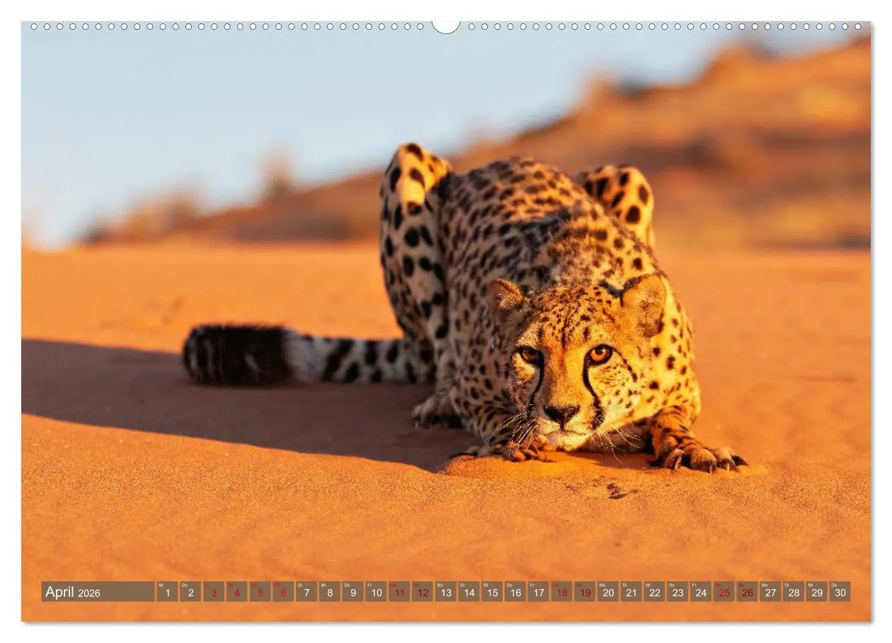 Bild: 9783457265000 | Afrikas Tierwelt - Geparde (hochwertiger Premium Wandkalender 2026...