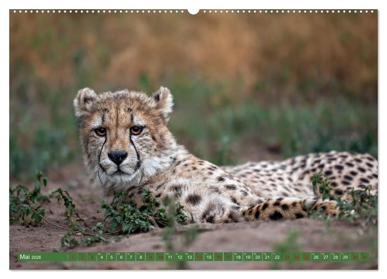 Bild: 9783457265000 | Afrikas Tierwelt - Geparde (hochwertiger Premium Wandkalender 2026...