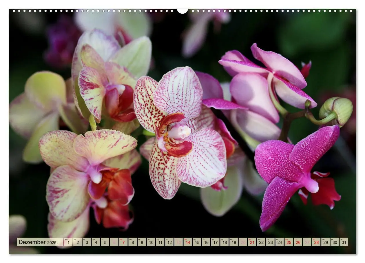 Bild: 9783383765100 | Beliebte Orchideen (Wandkalender 2025 DIN A2 quer), CALVENDO...