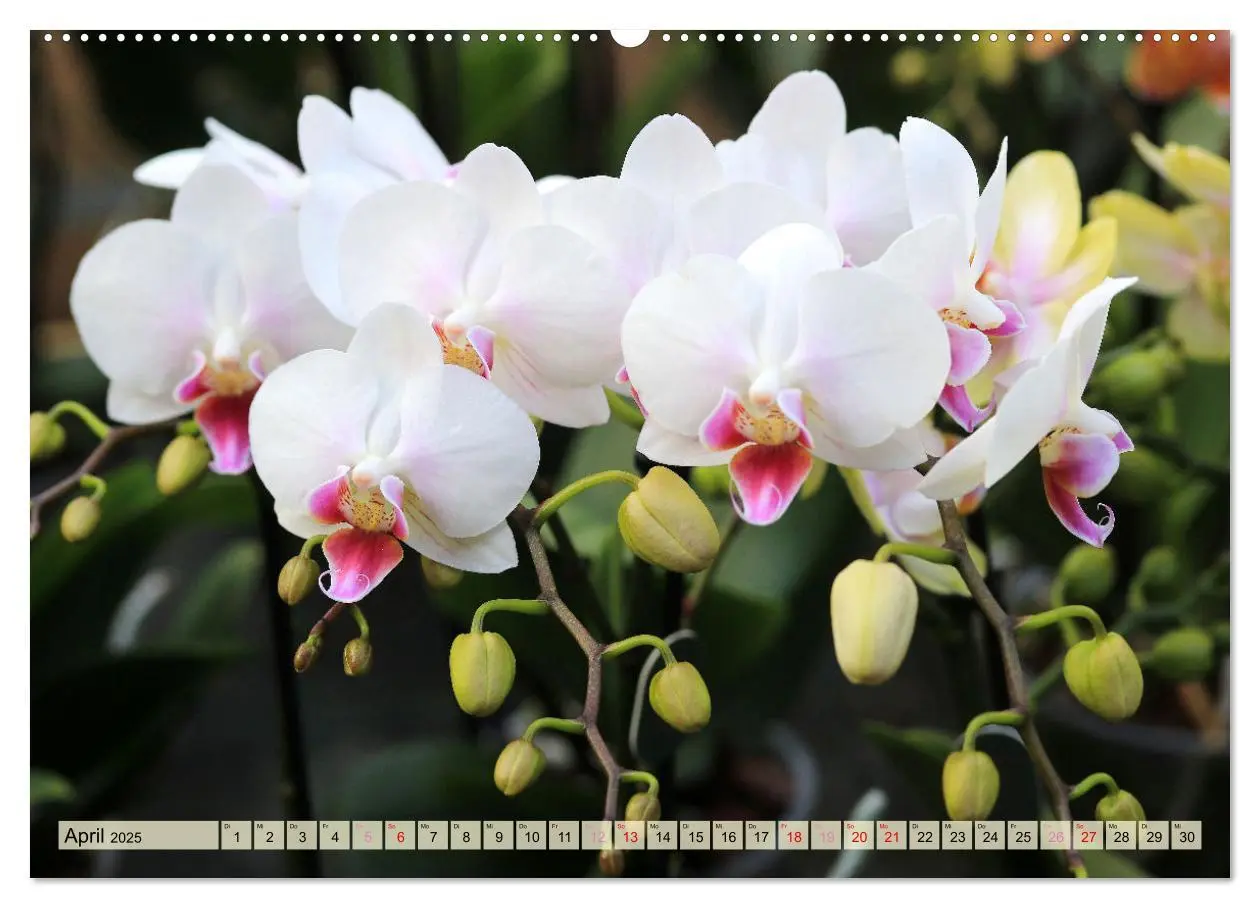 Bild: 9783383765100 | Beliebte Orchideen (Wandkalender 2025 DIN A2 quer), CALVENDO...