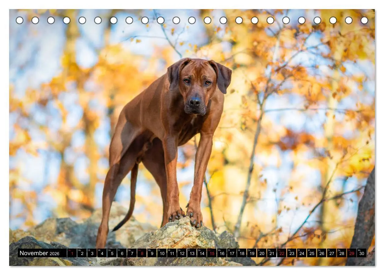 Bild: 9783457705100 | Ridgeback King (Tischkalender 2026 DIN A5 quer), CALVENDO...