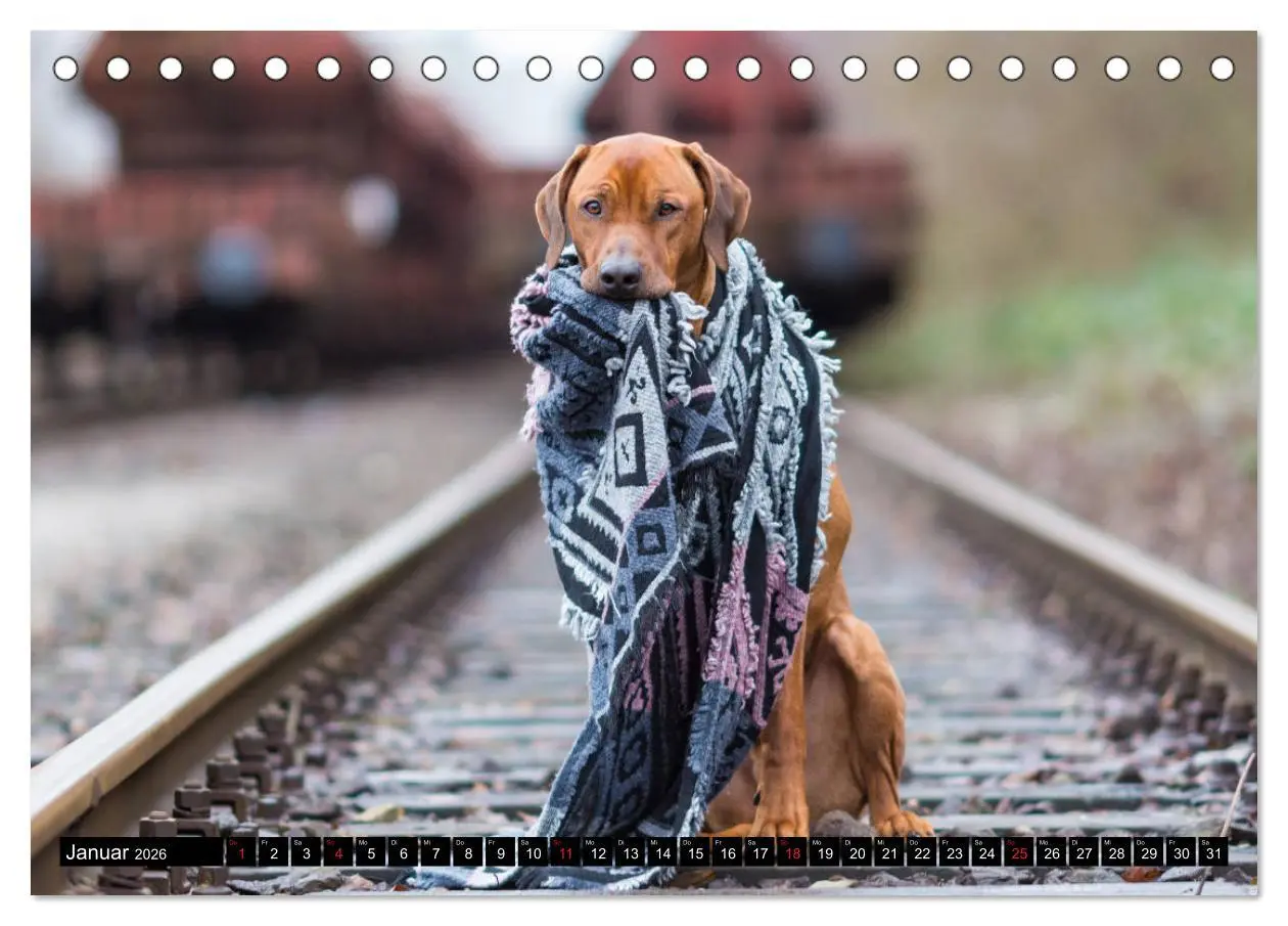 Bild: 9783457705100 | Ridgeback King (Tischkalender 2026 DIN A5 quer), CALVENDO...