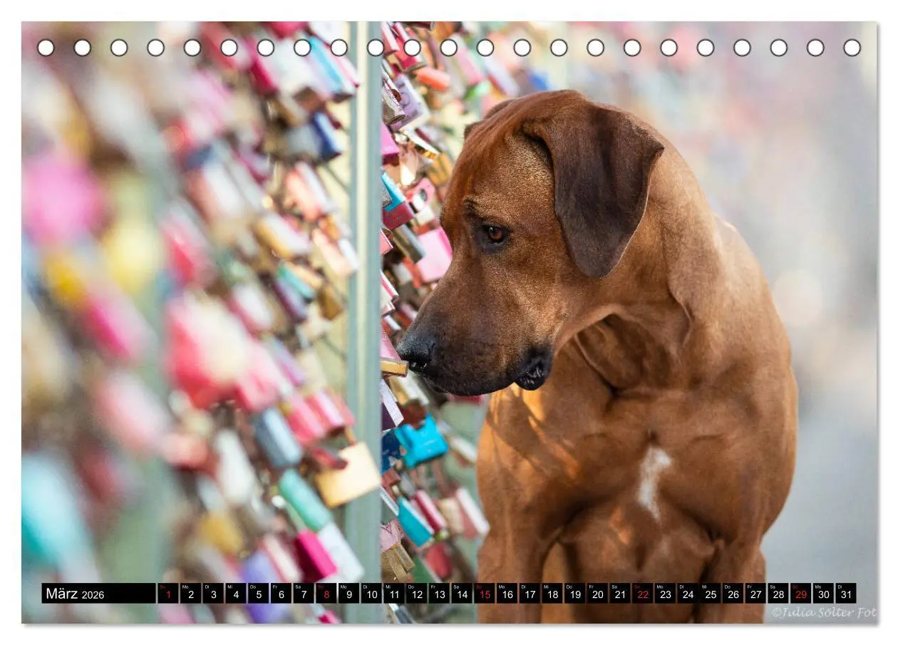 Bild: 9783457705100 | Ridgeback King (Tischkalender 2026 DIN A5 quer), CALVENDO...