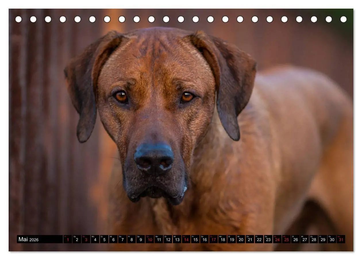 Bild: 9783457705100 | Ridgeback King (Tischkalender 2026 DIN A5 quer), CALVENDO...