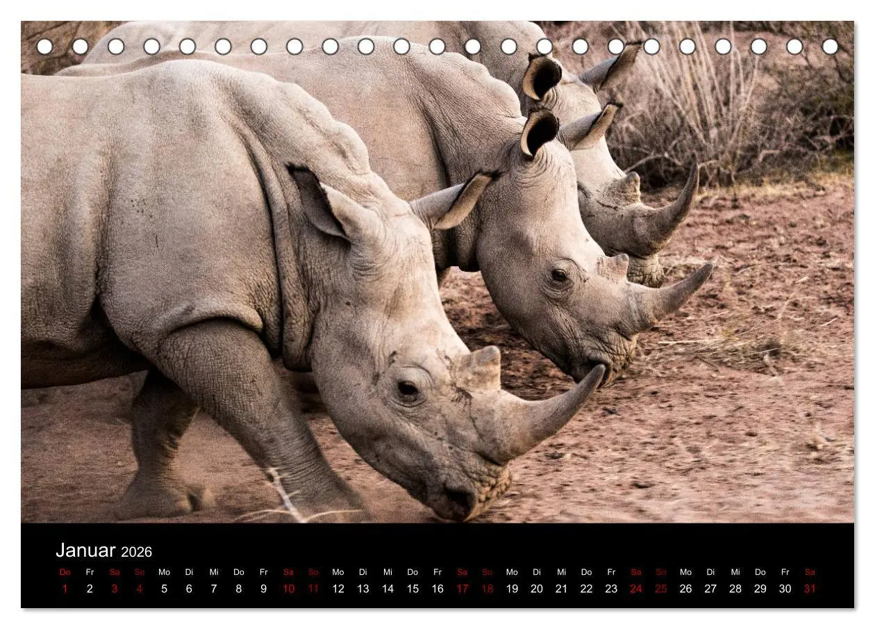 Bild: 9783457875100 | Afrika - Faszination Tierwelt (Tischkalender 2026 DIN A5 quer),...