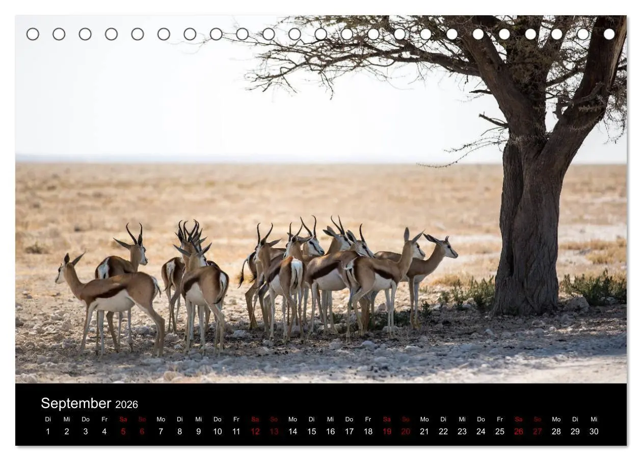 Bild: 9783457875100 | Afrika - Faszination Tierwelt (Tischkalender 2026 DIN A5 quer),...
