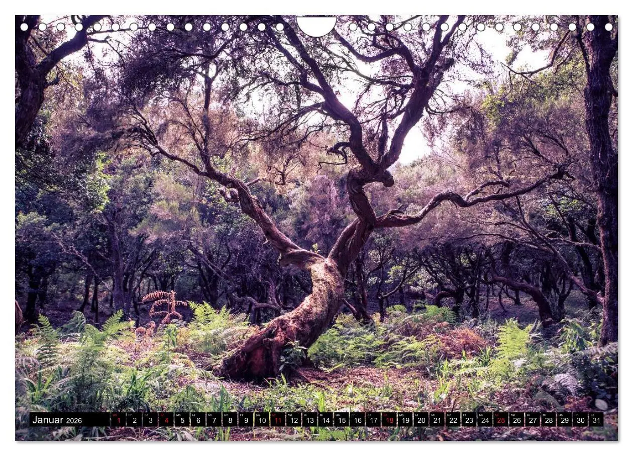 Bild: 9783516035100 | Madeira - Insel mitten im Atlantik (Wandkalender 2026 DIN A4 quer),...