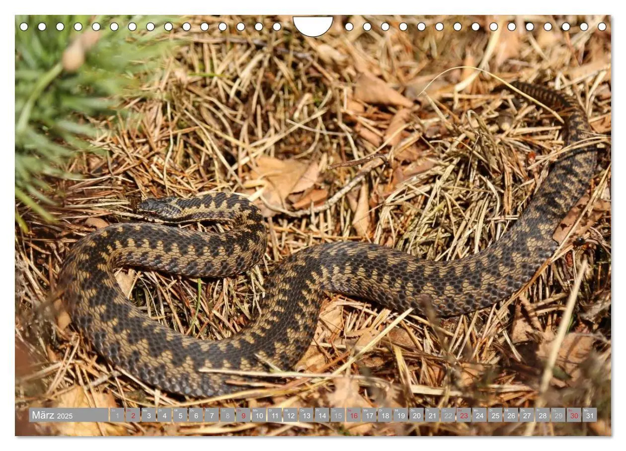 Bild: 9783435465200 | Pietzmoor - ein Hochmoor in der Lüneburger Heide (Wandkalender 2025...