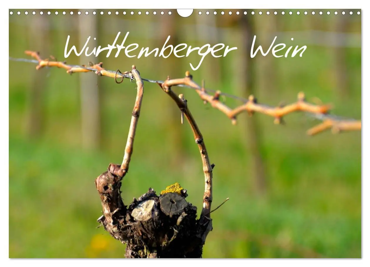 Cover: 9783516195200 | Württemberger Wein 2026 (Wandkalender 2026 DIN A3 quer), CALVENDO...
