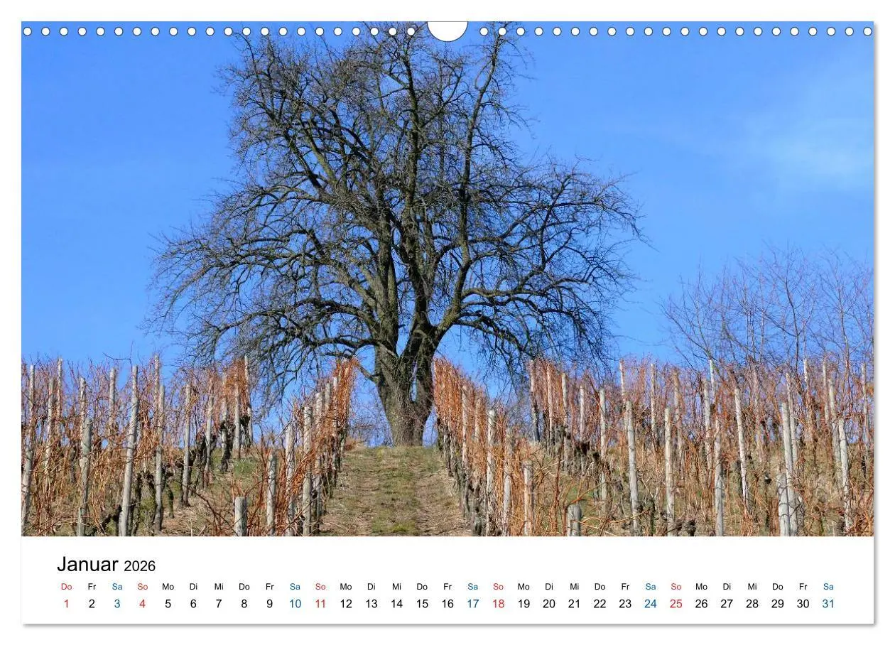 Bild: 9783516195200 | Württemberger Wein 2026 (Wandkalender 2026 DIN A3 quer), CALVENDO...