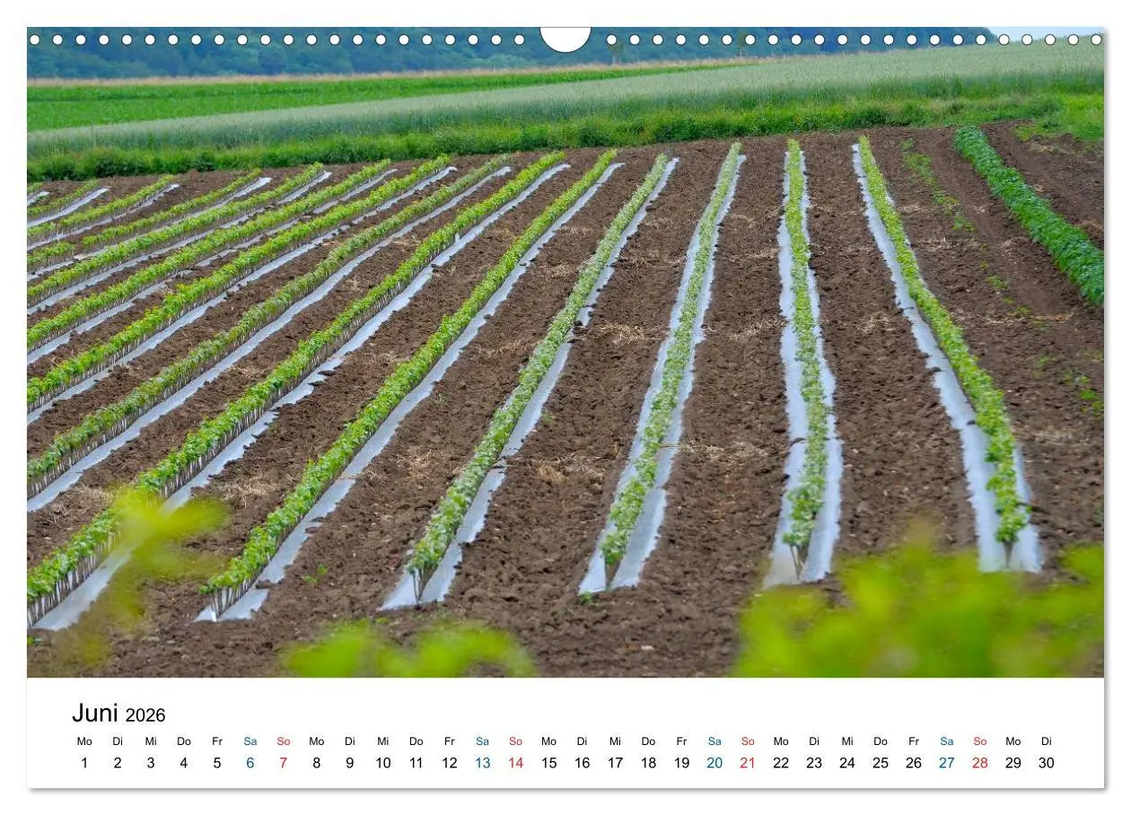 Bild: 9783516195200 | Württemberger Wein 2026 (Wandkalender 2026 DIN A3 quer), CALVENDO...