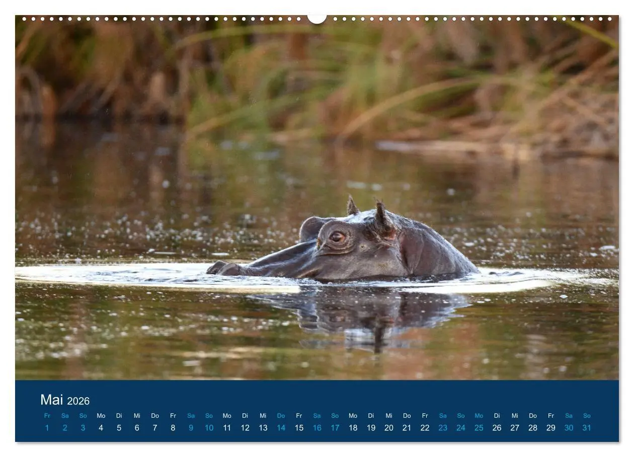 Bild: 9783457605400 | Nilpferde, Kolosse in Afrika (Wandkalender 2026 DIN A2 quer),...