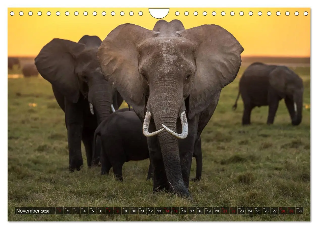 Bild: 9783457845400 | Auf Safari in Kenia 2026 (Wandkalender 2026 DIN A4 quer), CALVENDO...