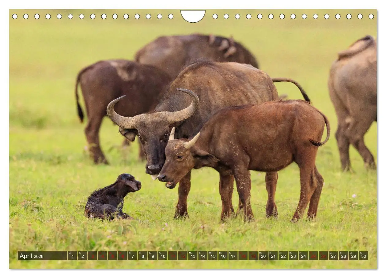 Bild: 9783457845400 | Auf Safari in Kenia 2026 (Wandkalender 2026 DIN A4 quer), CALVENDO...