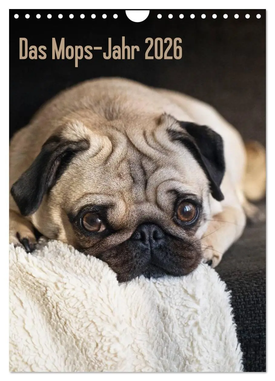 Cover: 9783516485400 | Das Mops-Jahr 2026 (Wandkalender 2026 DIN A4 hoch), CALVENDO...